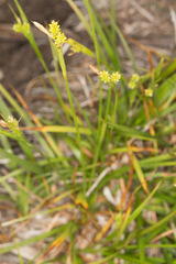 Carex pallescens