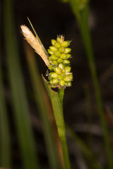 Carex pallescens