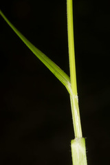 Carex pallescens