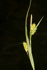 Carex pallescens