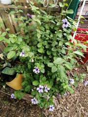 Dyschoriste thunbergiiflora