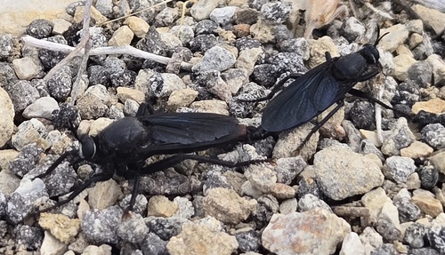 Ospriocerus
