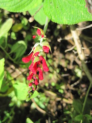 Salvia cinnabarina