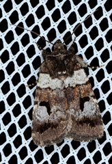 Thoracolopha flexirena