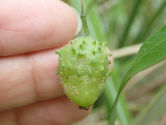 Actinostemma tenerum