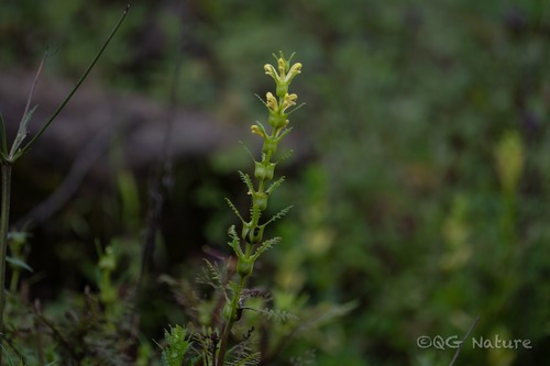 Pedicularis rex, photograph 1