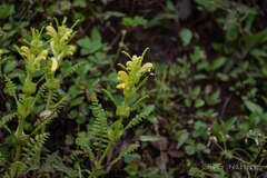 Pedicularis rex