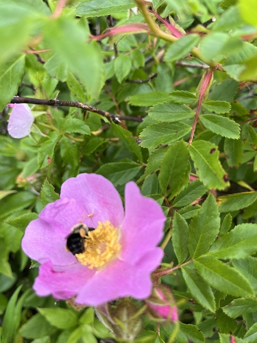 Virginian Rose