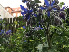 Borago officinalis
