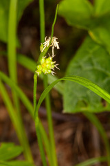 Carex pallescens