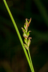 Carex pallescens