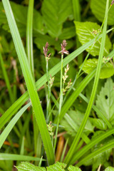 Carex pallescens