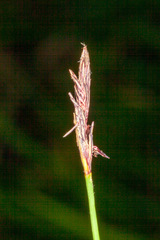 Carex pallescens