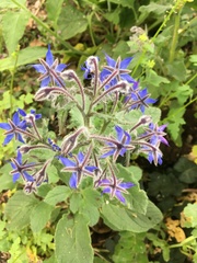 Borago officinalis