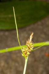 Carex pallescens