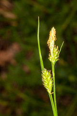 Carex pallescens