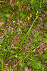 Carex pallescens