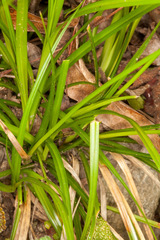 Carex pallescens