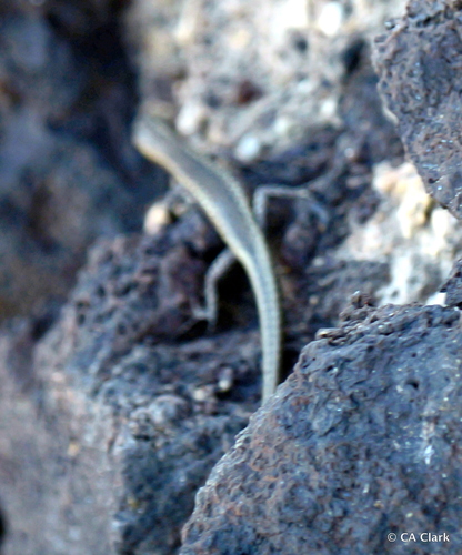 Cryptoblepharus poecilopleurus observed 2026-02-02