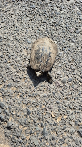 European Pond Turtle