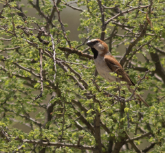 Passer motitensis