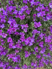 Aubrieta deltoidea