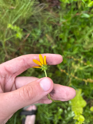 Helianthus heterophyllus, photograph 6