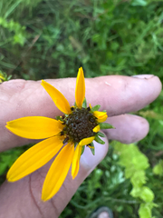 author not stated, no rights reserved Helianthus heterophyllus, photograph author not stated, no rights reserved