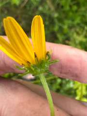 author not stated, no rights reserved Helianthus heterophyllus, photograph author not stated, no rights reserved