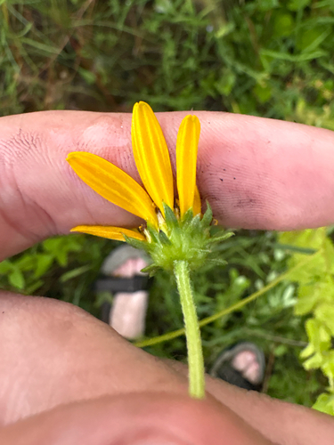 Helianthus heterophyllus, photograph 5
