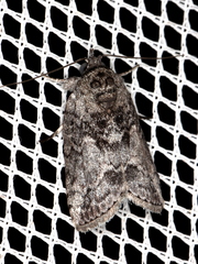 Nycteola polycyma