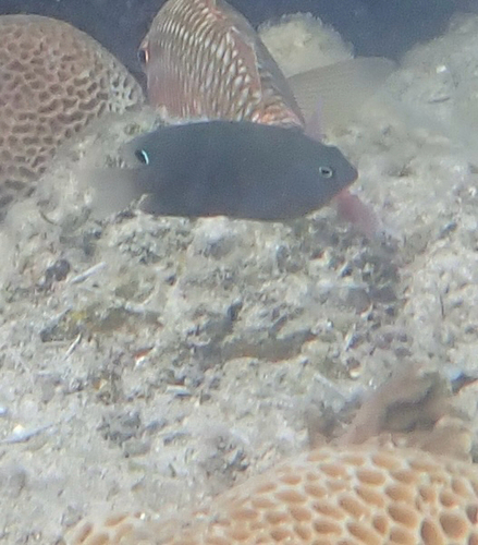 Pomacentrus adelus observed 2026-07-19
