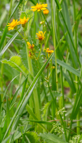 Great Plains Ragwort