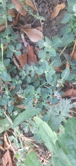 Chenopodium vulvaria