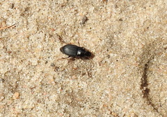 Harpalus tardus
