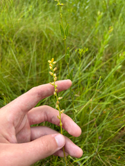 Aletris aurea