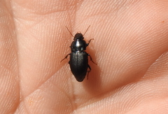 Harpalus tardus