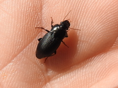 Harpalus tardus