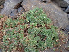 Argyranthemum frutescens