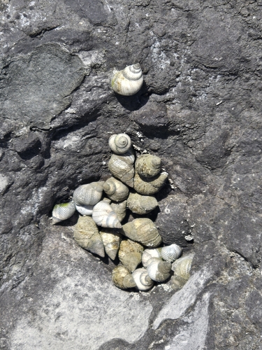 Littorina pintado observed 2026-07-19