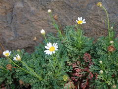 Argyranthemum frutescens