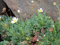 Argyranthemum frutescens