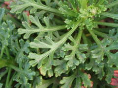 Argyranthemum frutescens