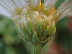 Argyranthemum frutescens