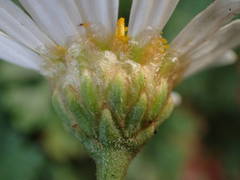 Argyranthemum frutescens
