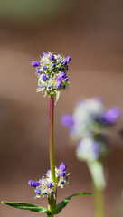 (c) Daughter Dad, some rights reserved (CC BY) Penstemon rydbergii, photograph (c) Daughter Dad, some rights reserved (CC BY)