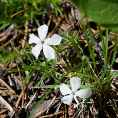 Phlox multiflora, photograph (c) Daughter Dad, some rights reserved (CC BY)