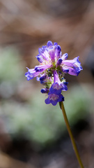 (c) Daughter Dad, some rights reserved (CC BY) Penstemon rydbergii, photograph (c) Daughter Dad, some rights reserved (CC BY)