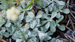 Antennaria umbrinella, photograph (c) Daughter Dad, some rights reserved (CC BY)
