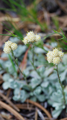 Antennaria umbrinella, photograph (c) Daughter Dad, some rights reserved (CC BY)